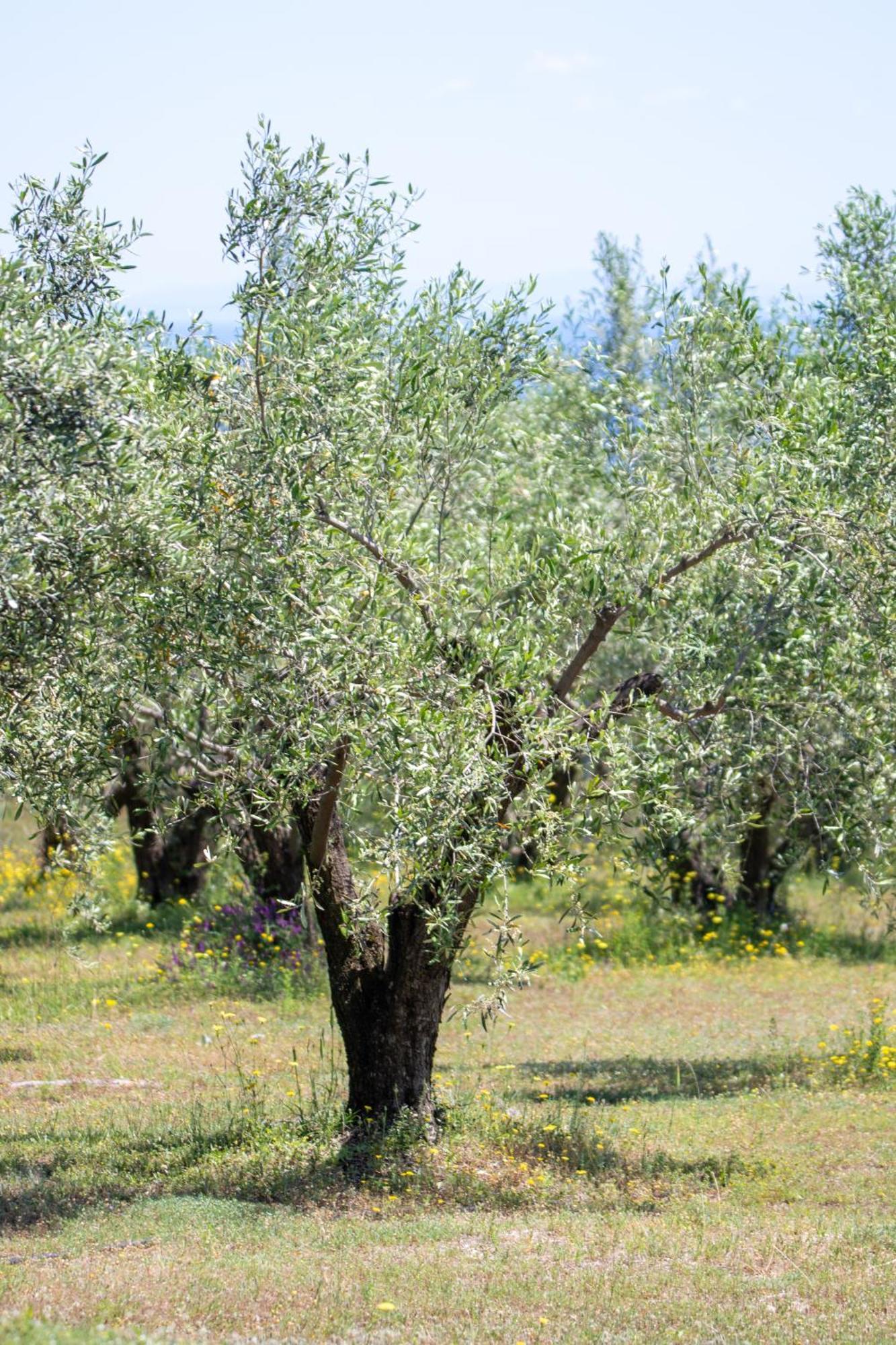 Prázdninový dům Zeusplace Olympus Olive 2 *