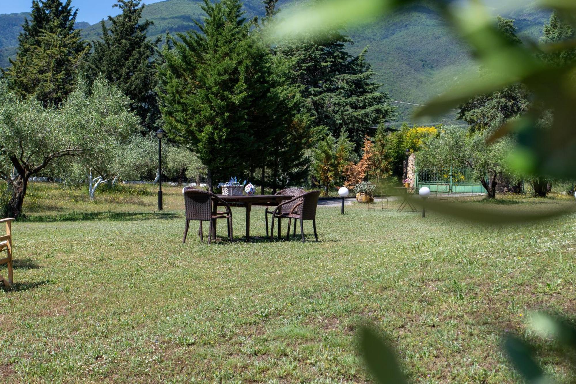 Zeusplace Olympus Olive 2